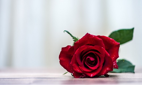 Честит 8 Март скъпи дами!